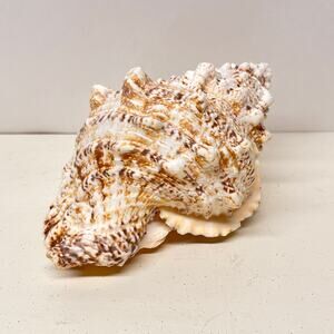Giant Frog Seashells Bursa Bubo Shell Beach